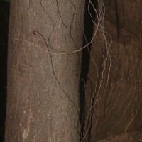 Ficus natalensis subsp. leprieurii (Miq.) C.C.Berg